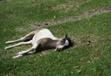 sleeping horse on green grass at daytime