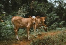 photography of two brown cows