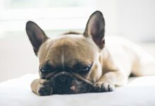brown puppy lying on textile