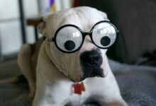 white and brown short coated dog wearing black sunglasses