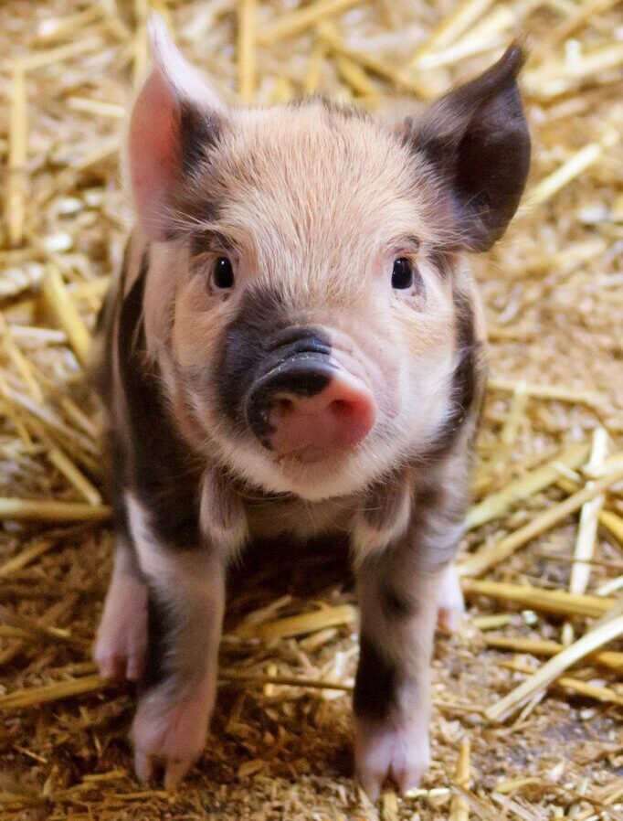 PublicDomainPictures