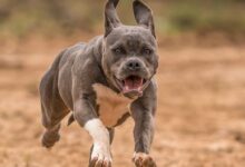 grey and white short coat small dog running on brown field during daytime