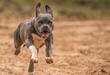 grey and white short coat small dog running on brown field during daytime