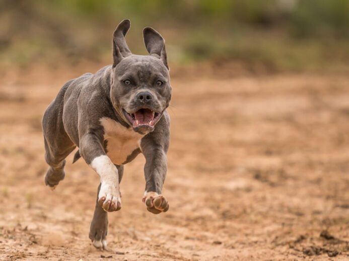grey and white short coat small dog running on brown field during daytime