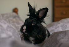 black and white rabbit on white textile