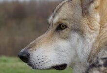 brown and white wolf on green grass field during daytime