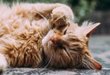orange Persian cat sleeping