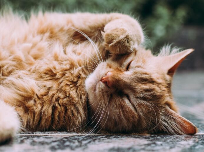 orange Persian cat sleeping