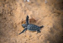 black turtle on brown sand