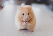 selective focus photography of brown hamster