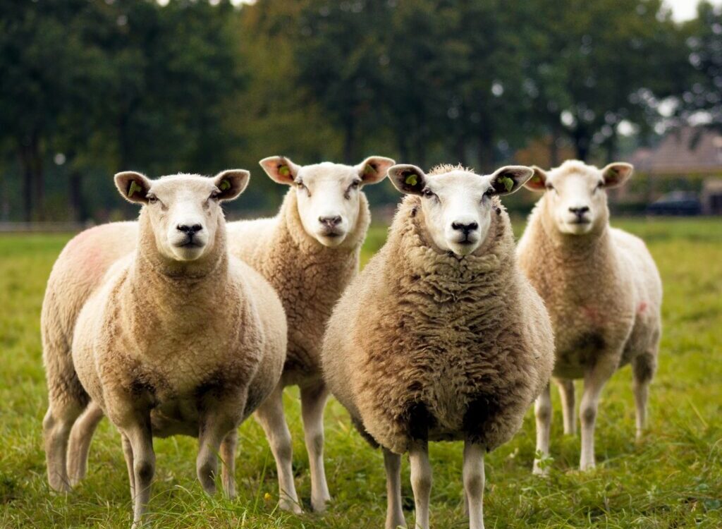 four lambs on ground