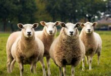 four lambs on ground