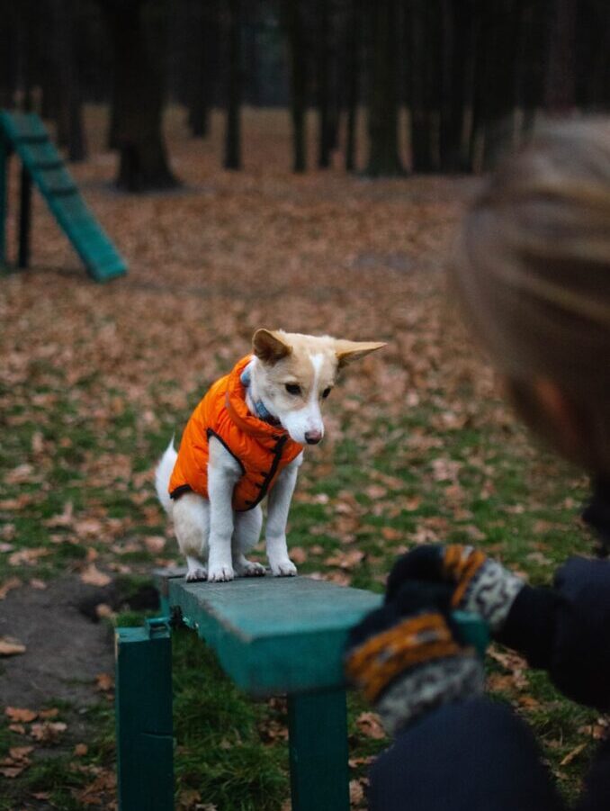 Jak vybrat pro psa ten správný cvičák? Řiďte se pocity