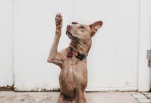 short-coated brown dog