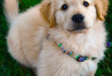light golden retriever puppy on green grass field during daytime