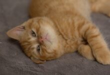 orange tabby cat lying on gray textile