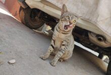 cat car