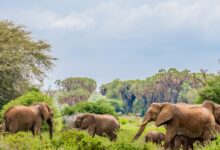 herd of elephants near trees