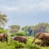 herd of elephants near trees