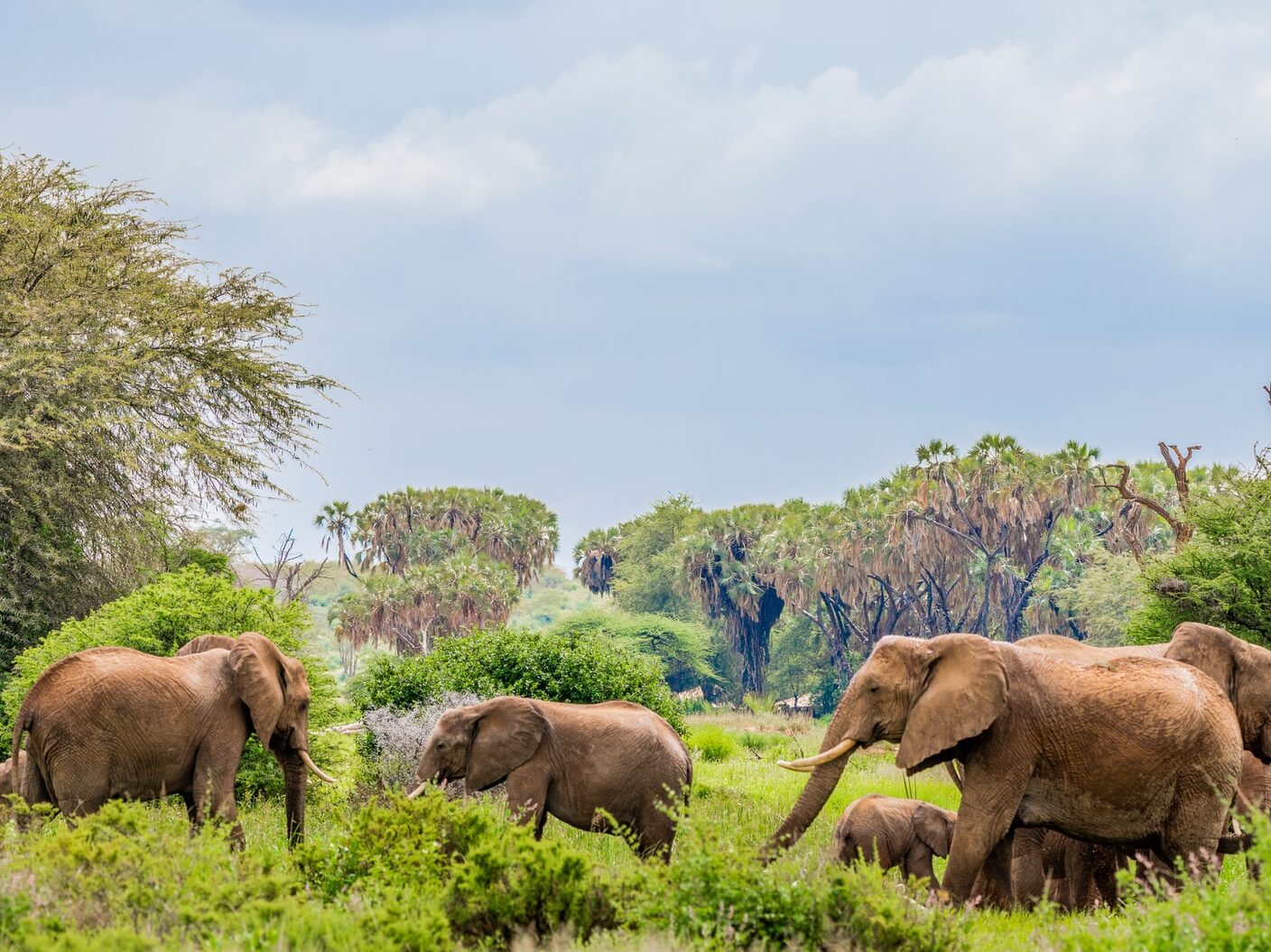 herd of elephants near trees