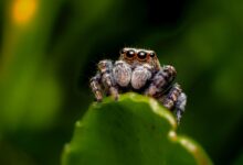 brown jumping spider on green leaf