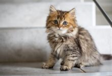brown and yellow coated cat