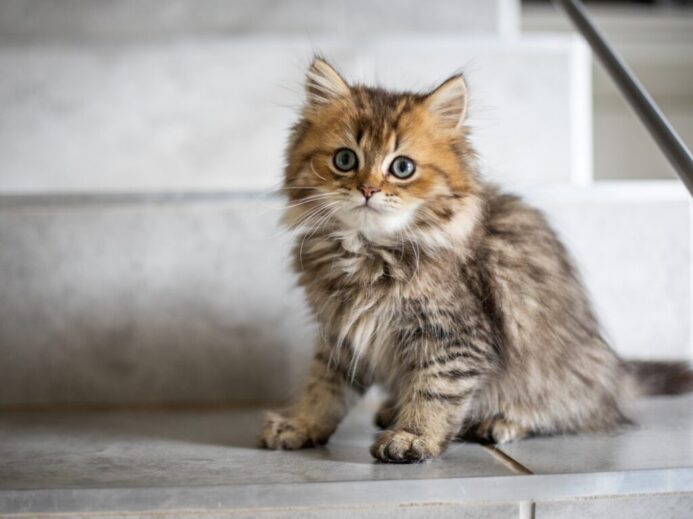 brown and yellow coated cat