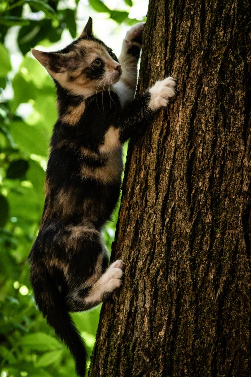Bruce Kee - NeposlušnéTlapky black and brown cat on tree trunk during daytim e