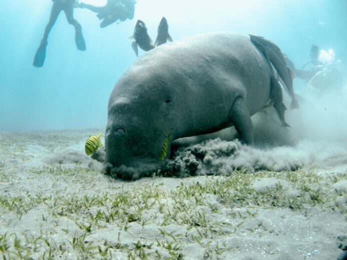 people in water near sea creature