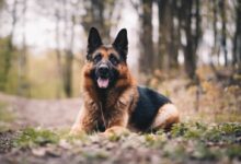 black and tan german shepherd on green grass field during daytime