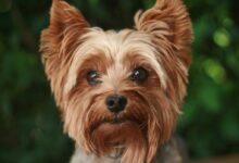 adult tan Yorkshire terrier