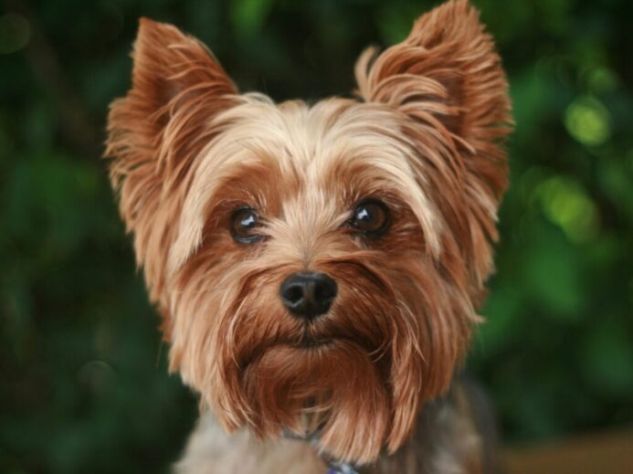 adult tan Yorkshire terrier