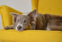 brown dag lying on yellow sofa chair
