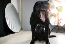black Labrador retriever