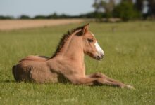 horse in grass