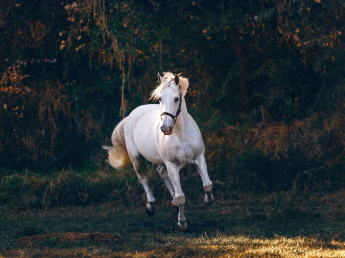 shallow focus photo of white horse running