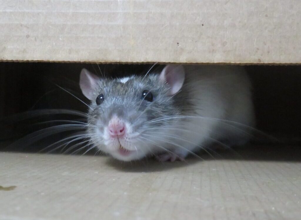 white mouse on brown cardboard box