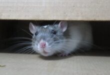 white mouse on brown cardboard box