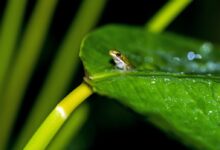 macro photography of frog on leaf