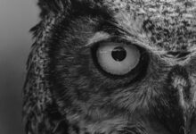 grayscale photo of owl head