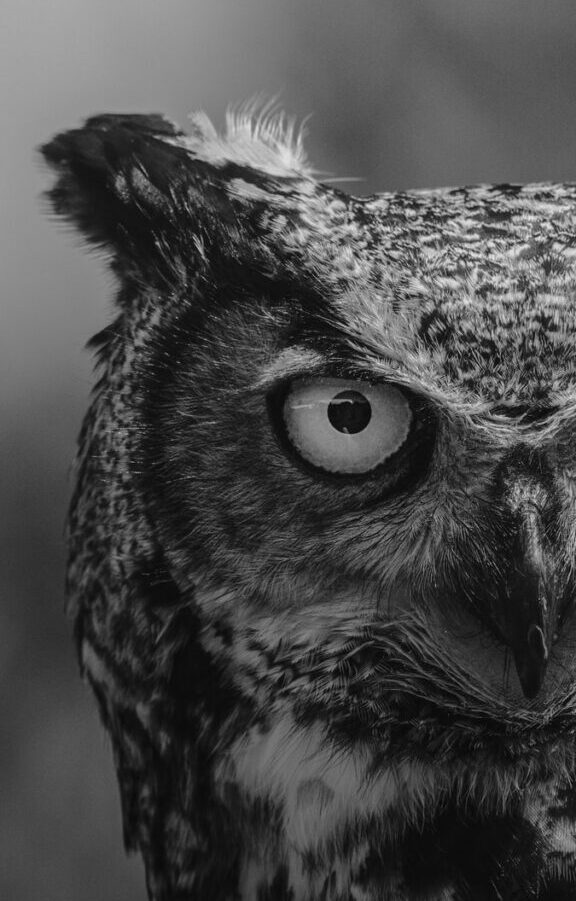 grayscale photo of owl head