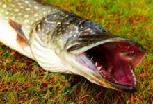 eel on green grass