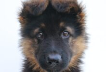 black and tan german shepherd