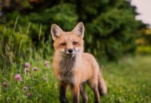 brown animal on green grass