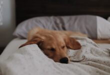 long-coated brown dog lying on bed