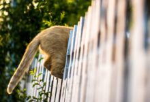 cat jumping out of fence