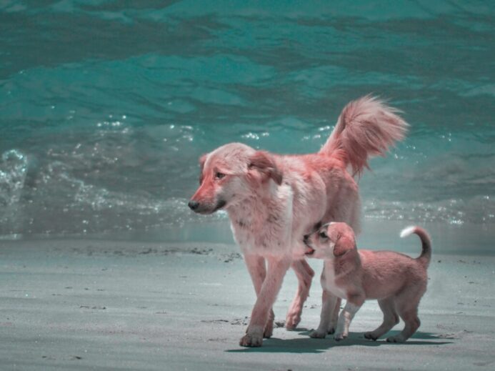 brown short coated dog running on beach during daytime