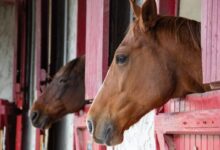 brown horse in front of white and red wooden house
