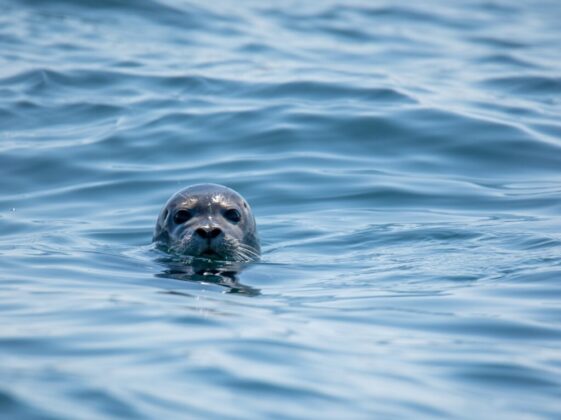 gray seal in water at daytime