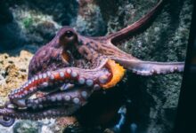 brown and black dragon in water